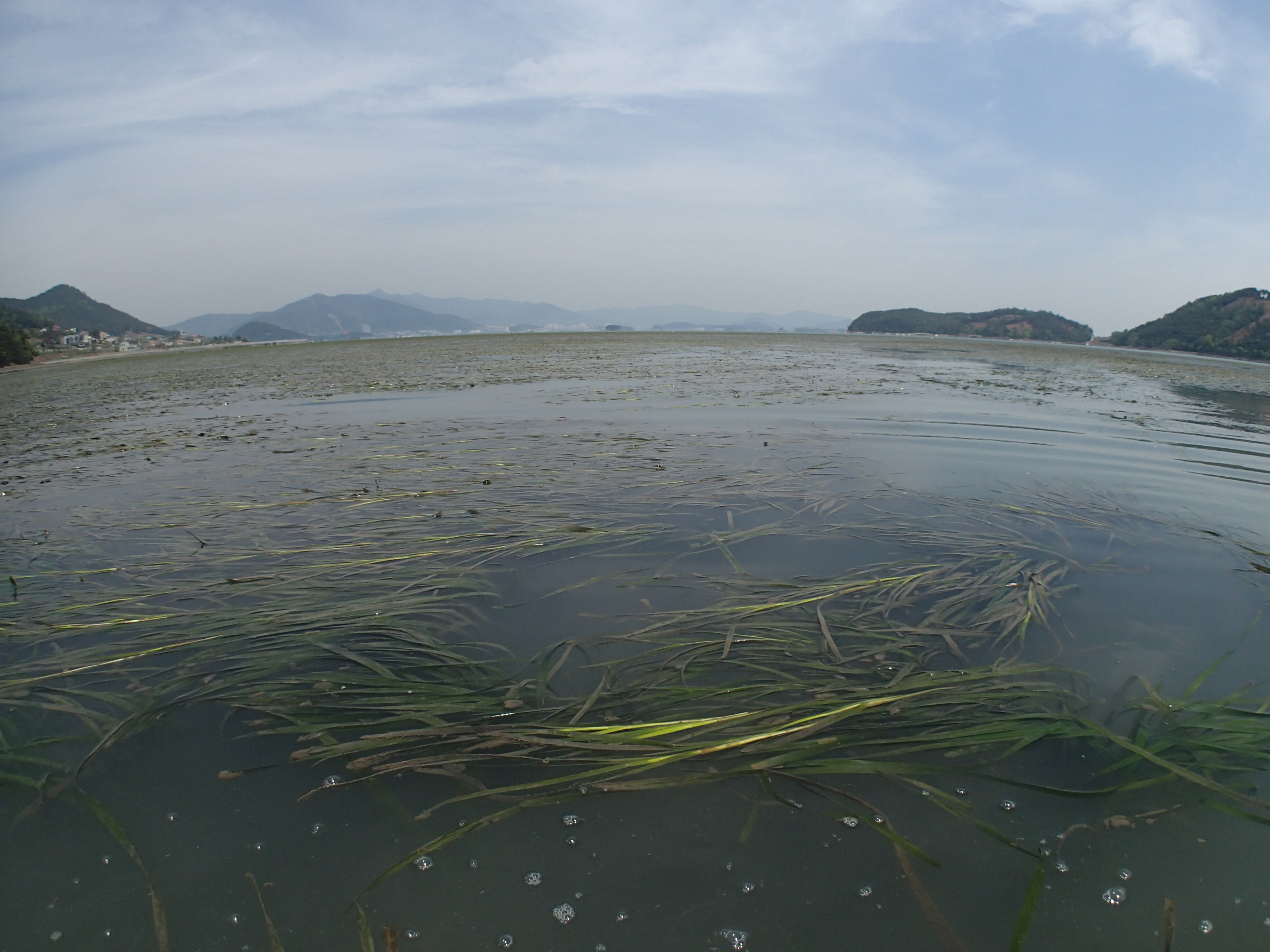 Seagrass in Dongdae Bay P4260003.JPG