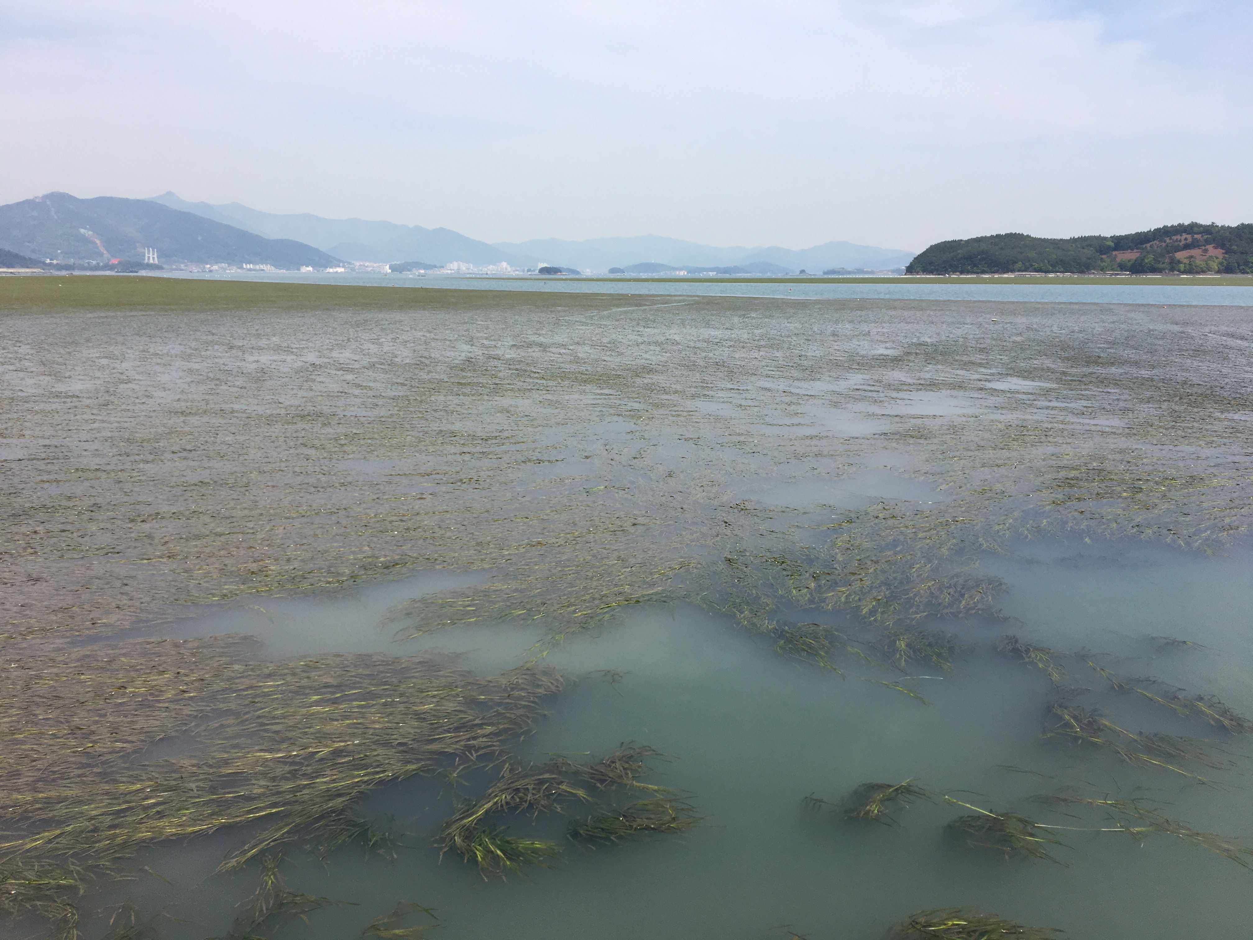 Seagrass in Dongdae Bay KakaoTalk_20180426_213454942.jpg