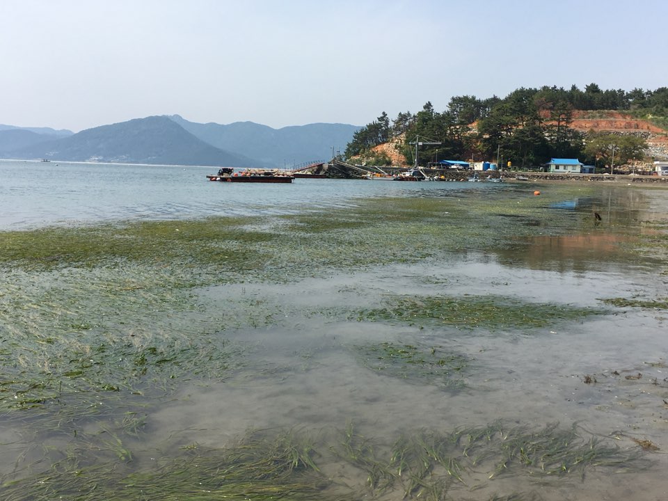 Seagrasses in Koje Bay 대표이미지