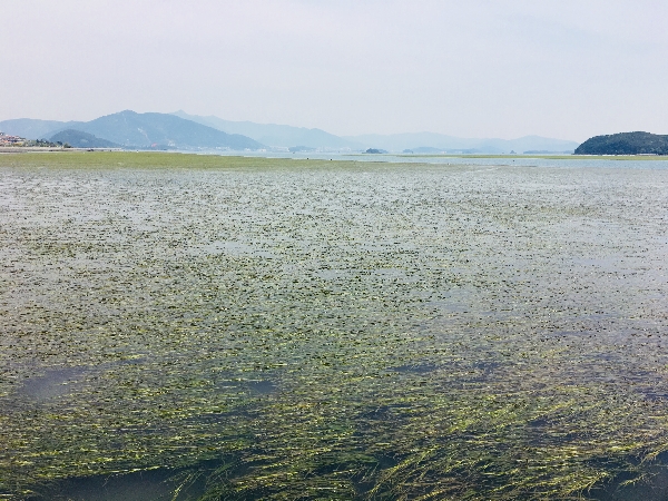Seagrass in Dongdae Bay 대표이미지